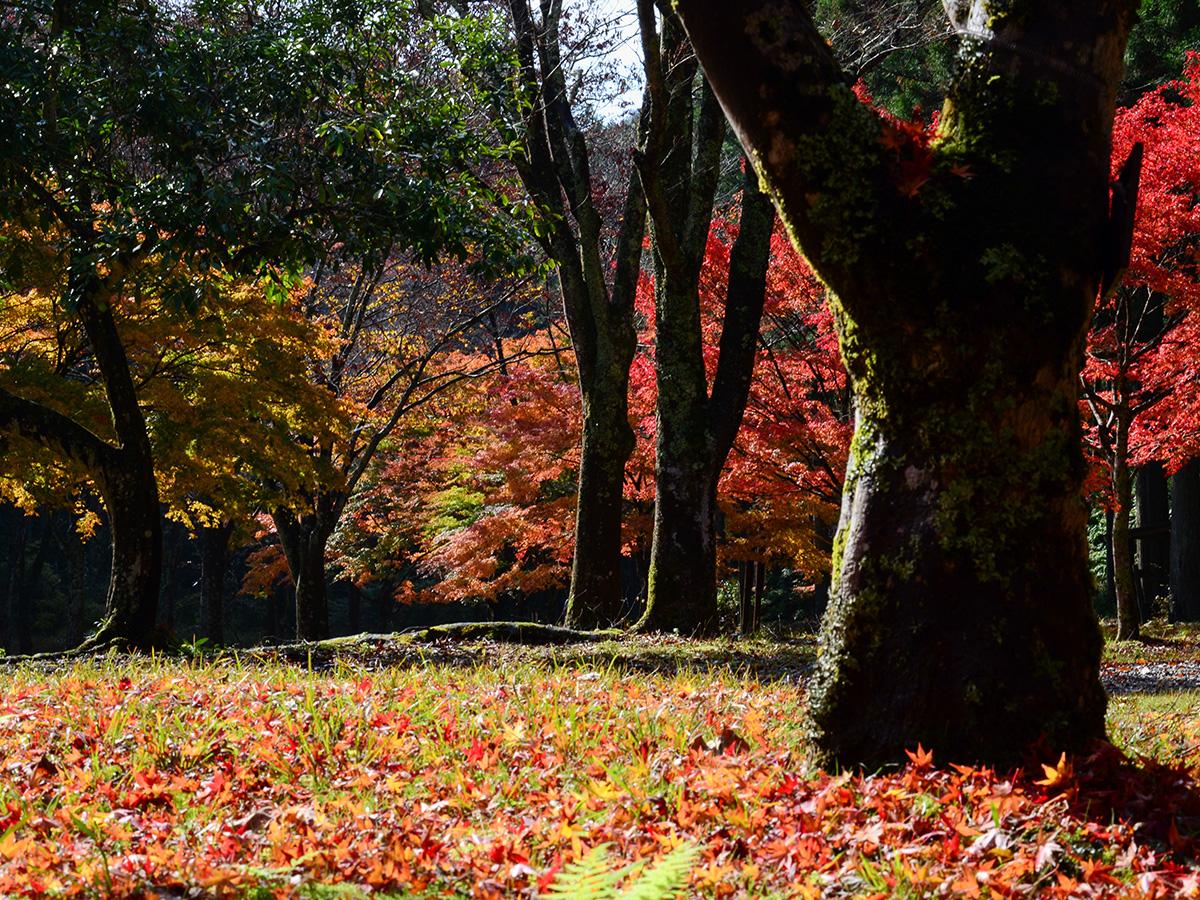 Aichi Prefectural Citizens' Forest