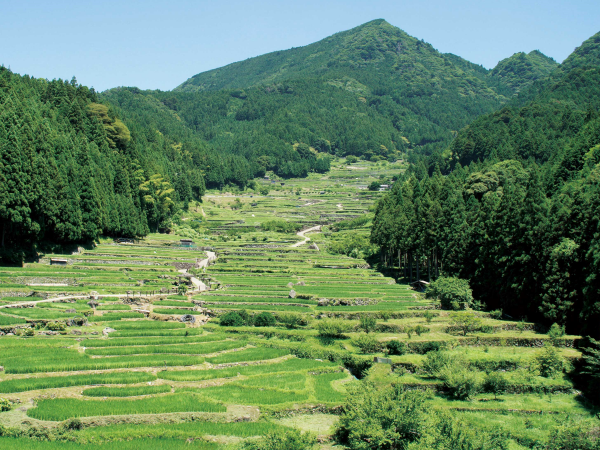 Yotsuya Senmaida Terraced Rice Fields